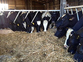 Suspected case of BSE in Co Lo...